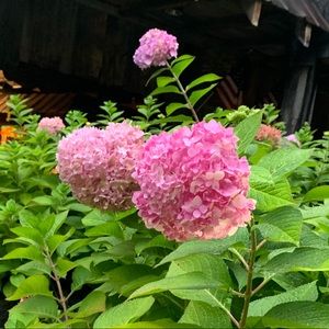 Meet your Posher, Rayanna